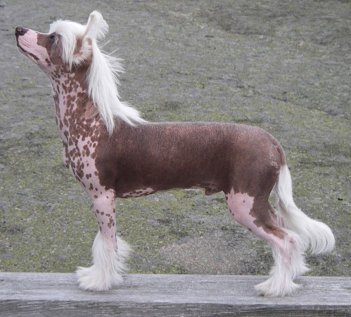 De La Mahafu's Franky