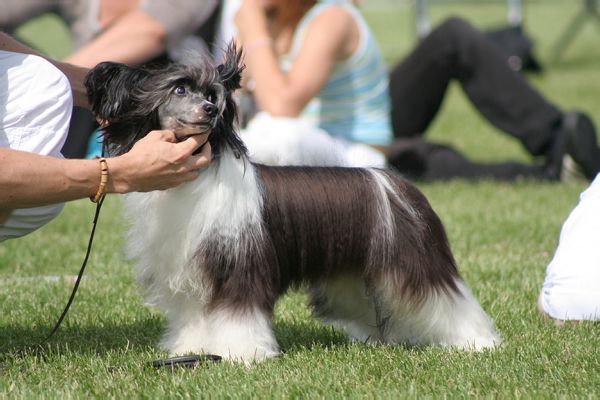 Arte Figure Abstract