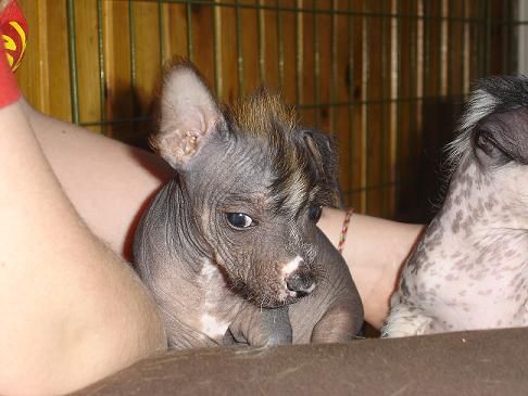 Alfastigen Dero Trollkarl