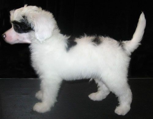 Kuminaaman Emil's Full Moon