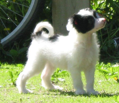 Kuminaaman Emil's ShinyDay