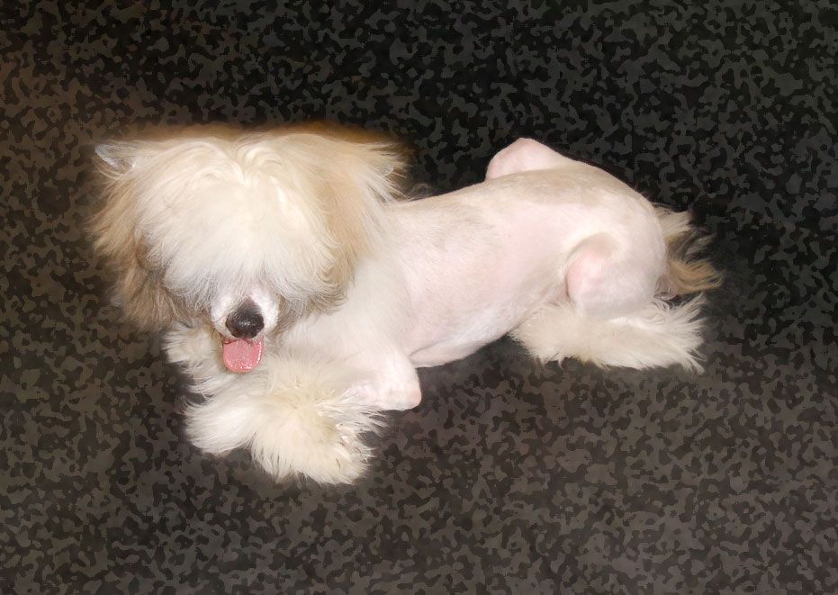 Vitto Corleone FalaZairroo