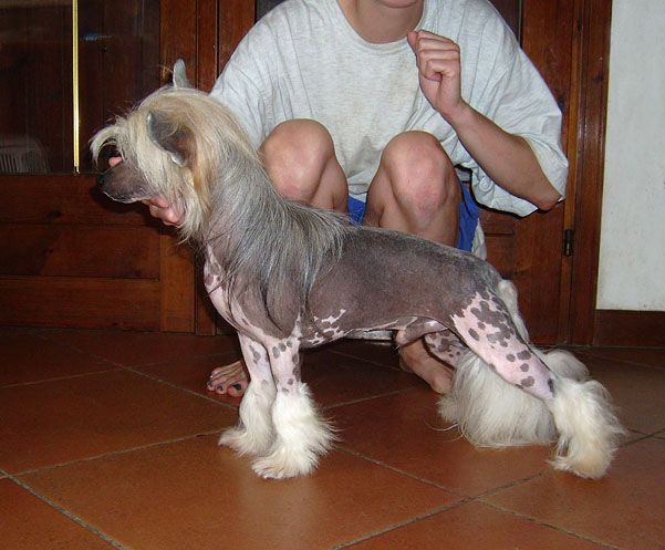 Crestyle On Parade HL