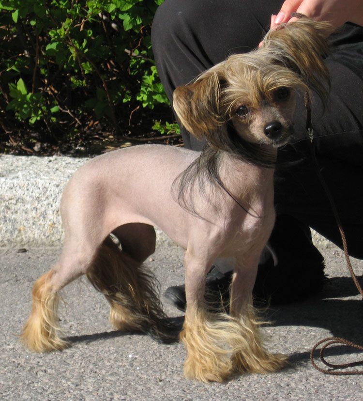 Stormblåstens Quel'Thalas