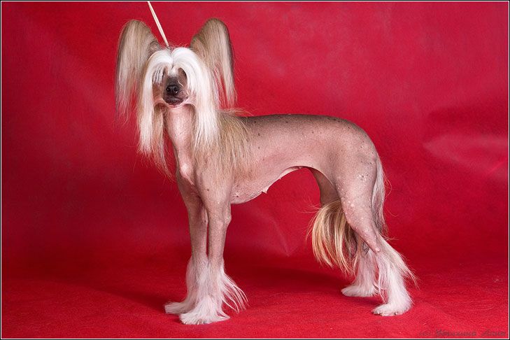 Lilu iz Jablonevogo Sada