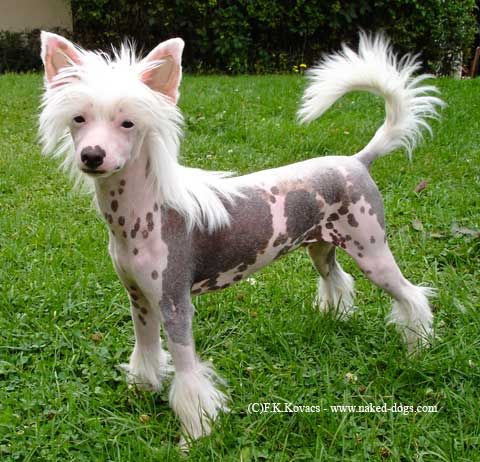 Chihiro du Copcopine