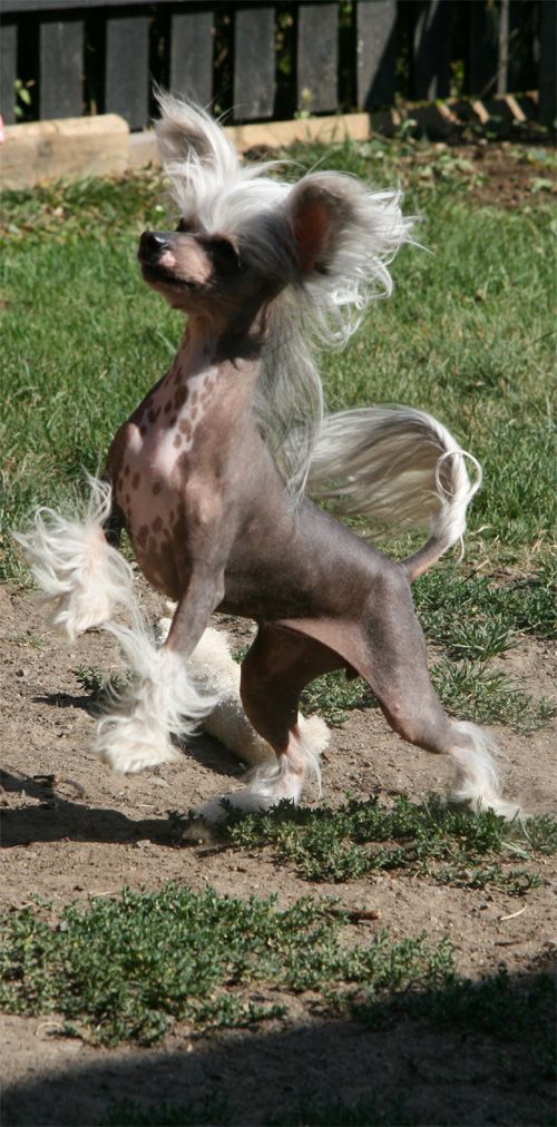 Ridgecrest's Princess Black As Sin