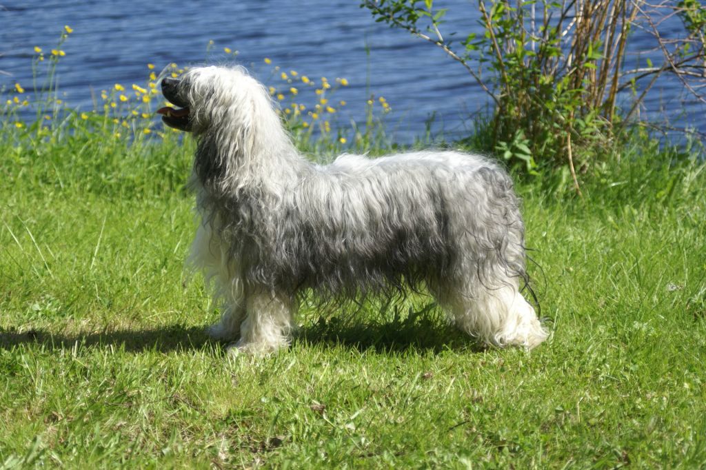 Princess Leia's The Look