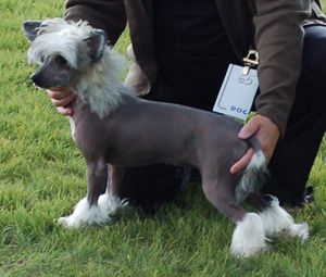 Princess Leia's Joyride