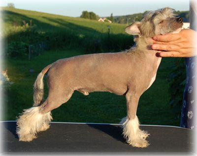 Princess Leia's Crash Boom Bang