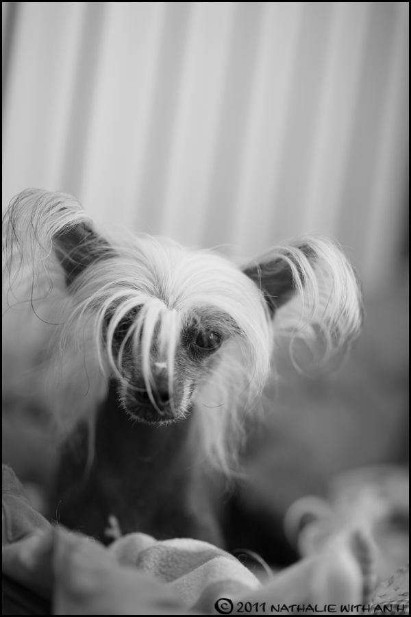 Oriental Jokes Coco Chanel