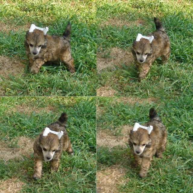 Cacharel du Domaine du Président