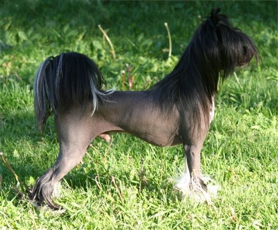 Dragon Moon Indigo Blue