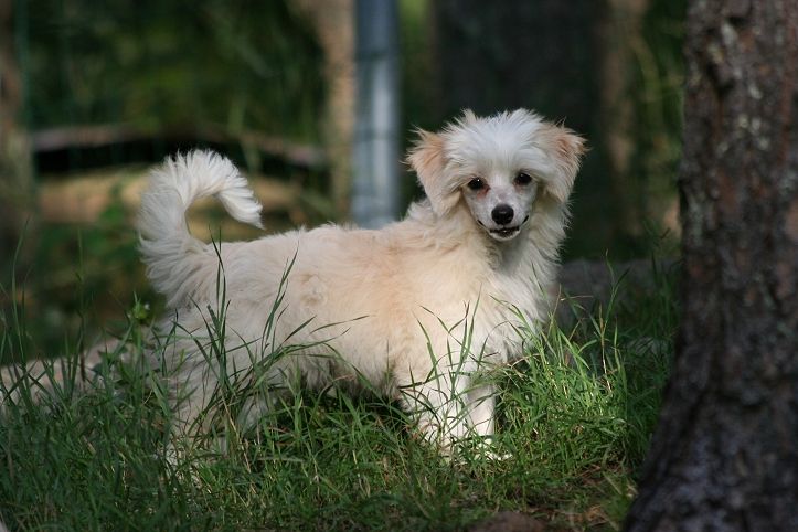 Dragon Moon It's Ego Size XL