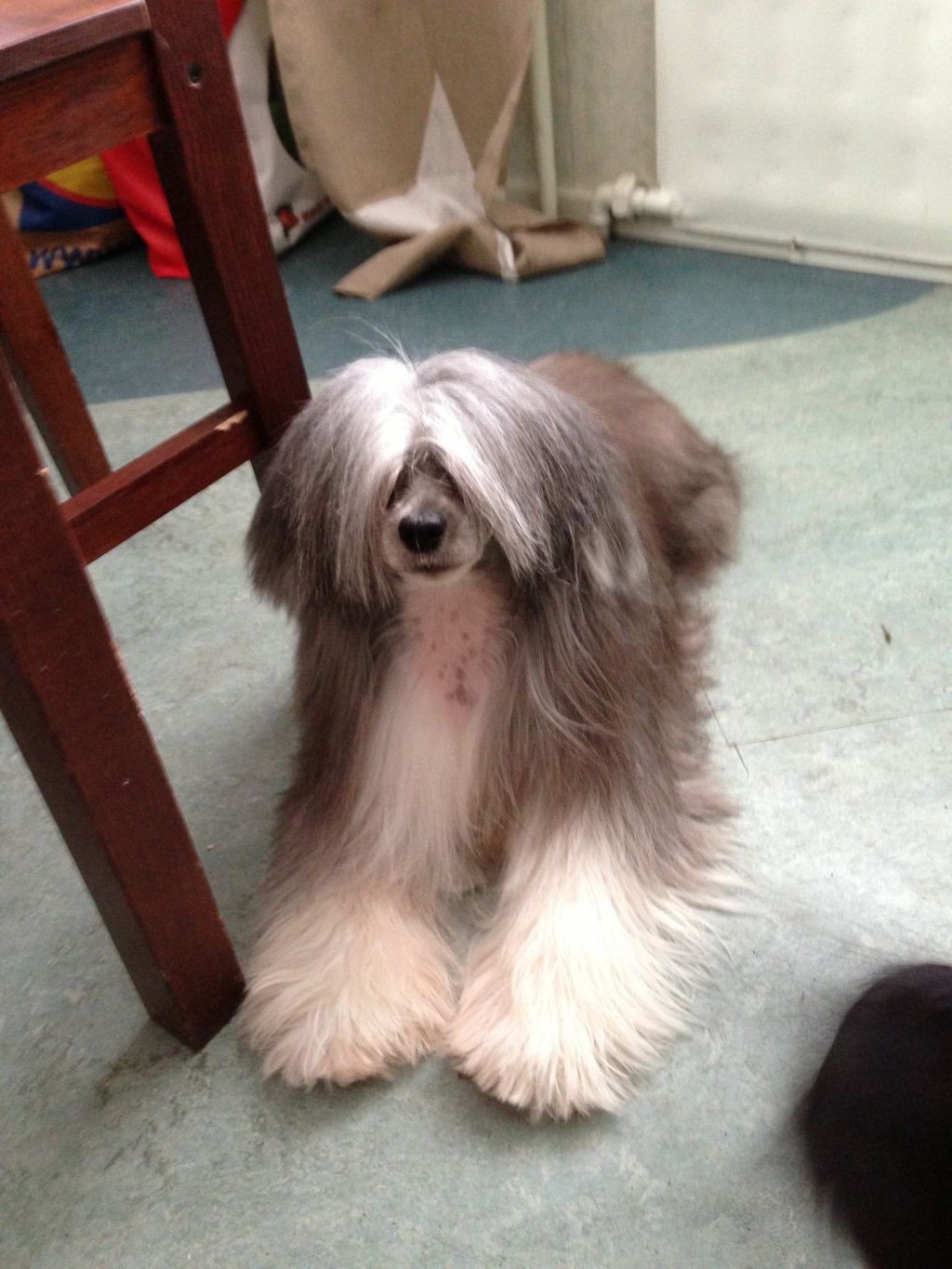 Dragon Moon I'm Innocent