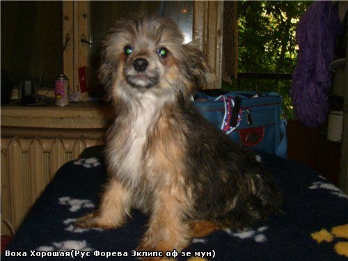 Rus Foreva Eclipse of the Moon