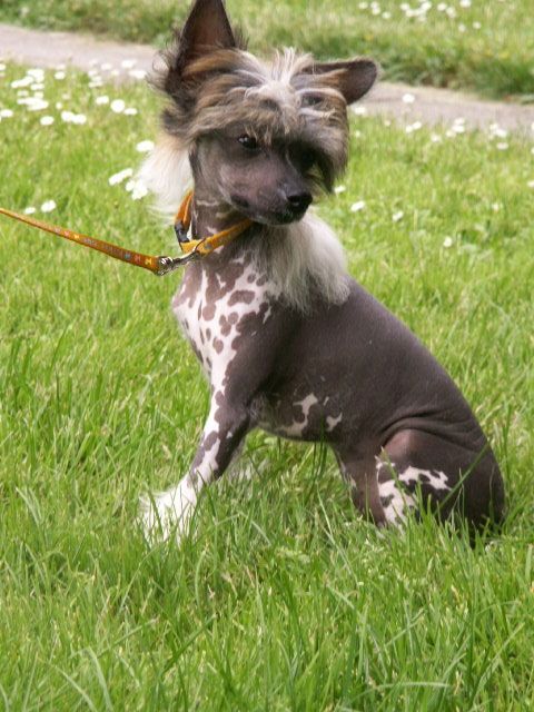 China Doll du Domaine du Président