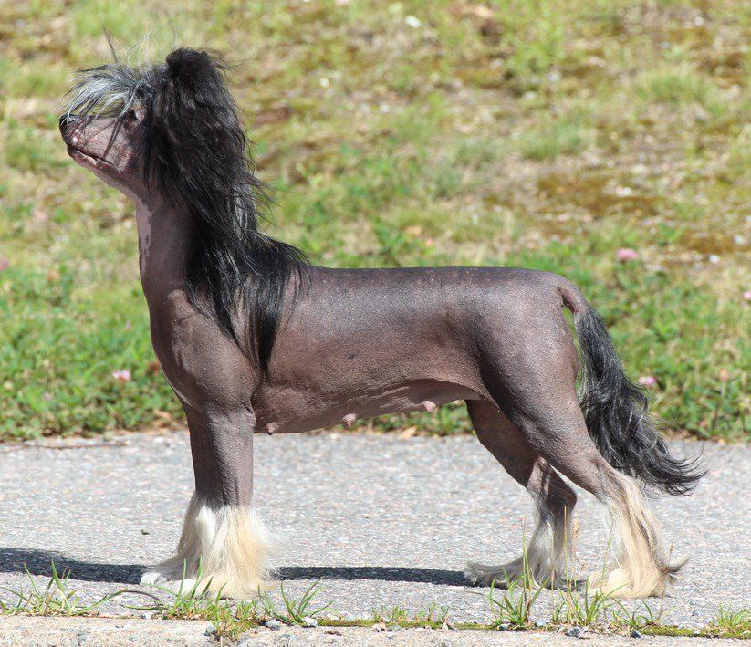 Stormblåstens Rag Doll