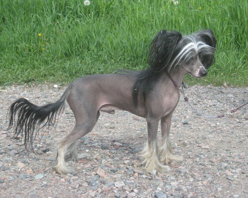 Stormblåstens Reign Of Chaos