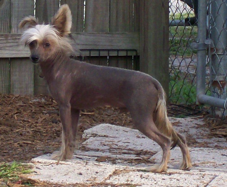 Deekay's I'm A Chip Off The Old Block