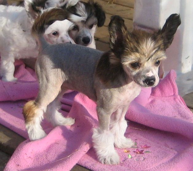 Kaunisvirran Queen Of Love