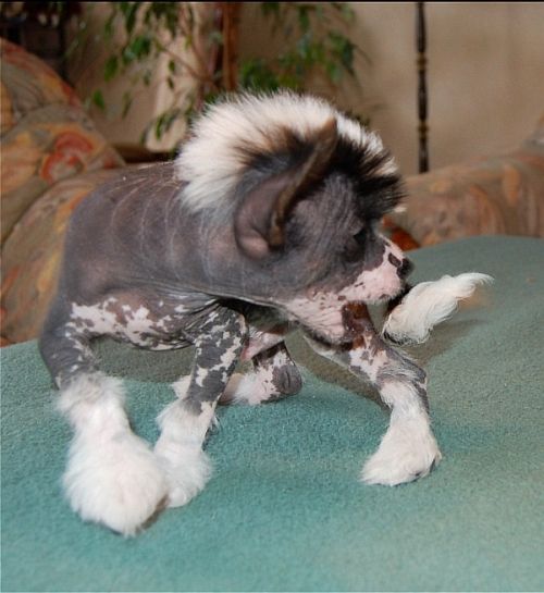 Be My Dog's Dash For Cash