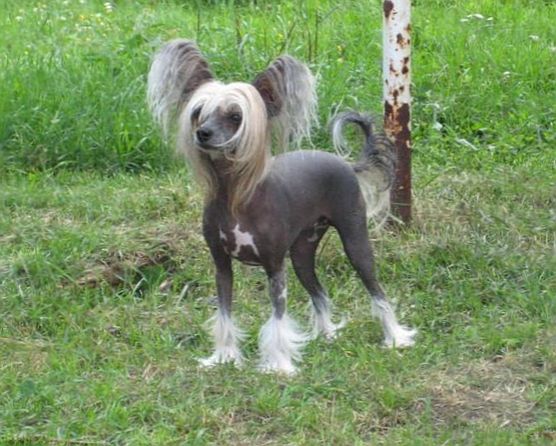 Just Call Me Honey Nami