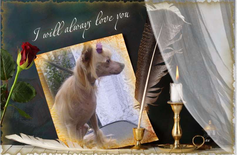 Close To Your Heart of Roxy's Pride