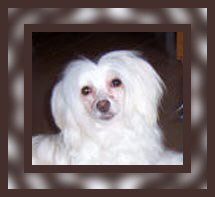 Nights In White Satin of Roxy's Pride