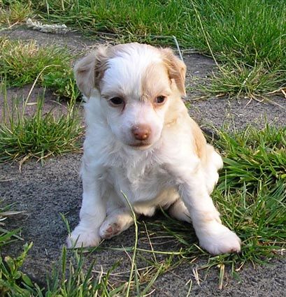 Especially For You of Roxy's Pride