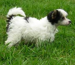 Charlotte Du Logis De Beaumanoir