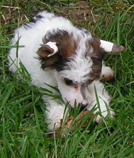 ChaÏna Du Logis De Beaumanoir