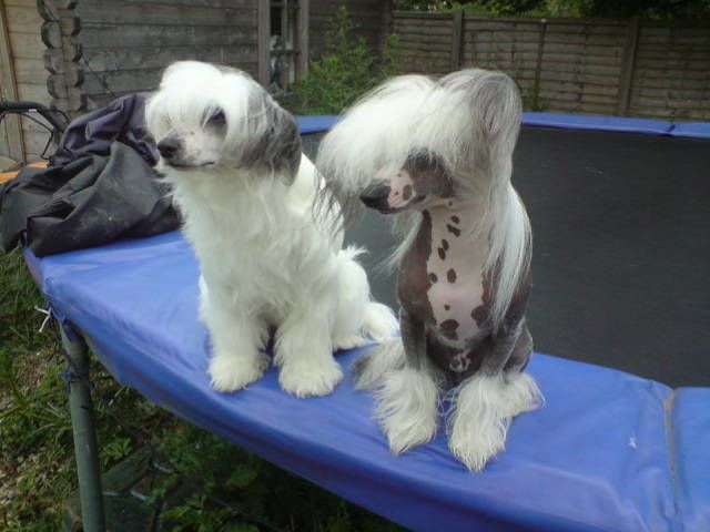 Kenmilleven Crimson Steel