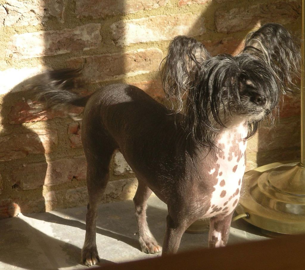 Cheeswood Midnight Classic