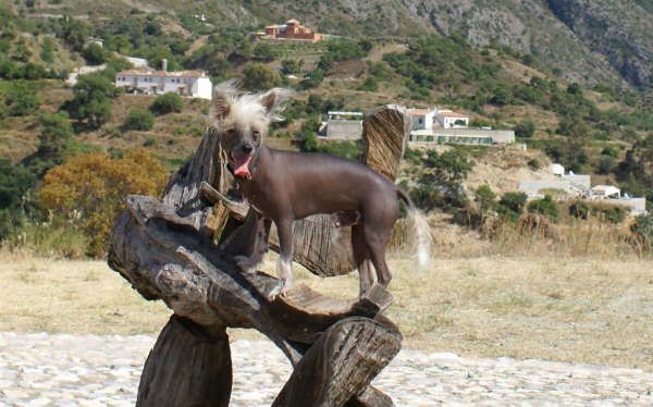 DJ Johnny Bonebreak of Roxy's Pride