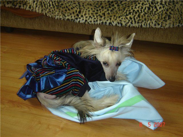 Mona Melani Iz Sozvezdiya Psov