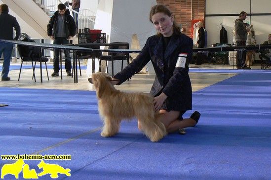 Zholesk Angel Stars Acro