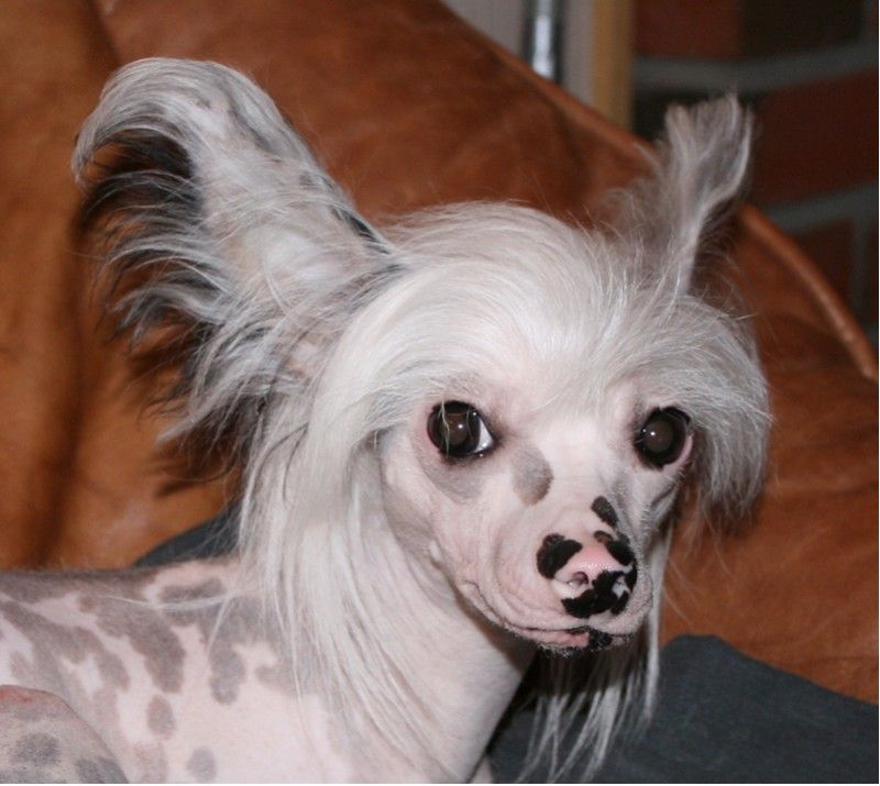 Showcrest's Amacing Marilyn Monroe