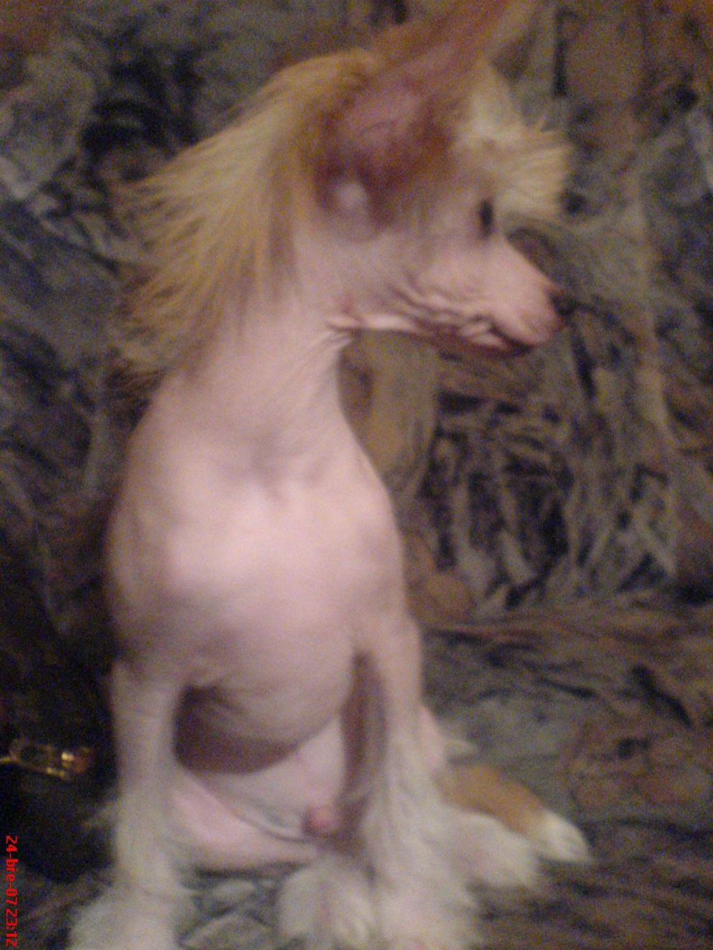 Achilles z Dyboh?rky