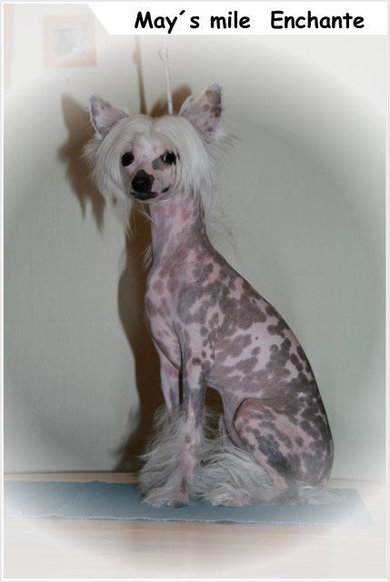 May's mile Enchante'