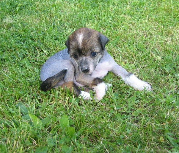 Devilish Beauty by Change of Heart