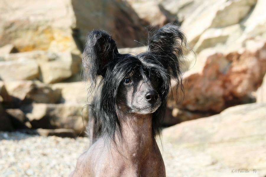 QuiinCharme's BlackieFreedom Remix