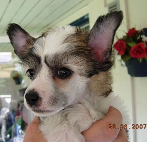 Marbella Menuette Avrina