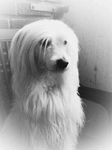 Stintans Gandalf