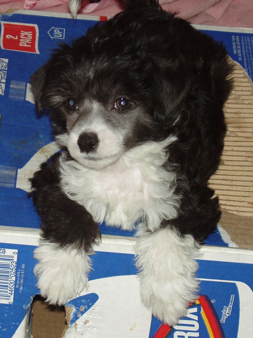 Krishna's Night Knight