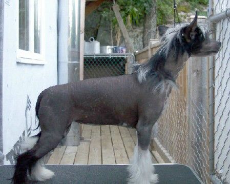 Crestyle Re'Quest HL