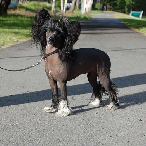 K9Madness Bare Litt Bortskjemt