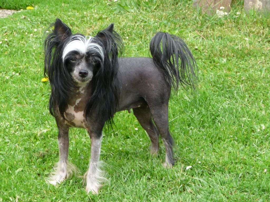 Crisby von den Windpferden