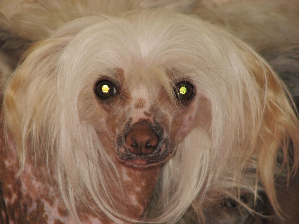 Gypsies Stardust Tinkerbell