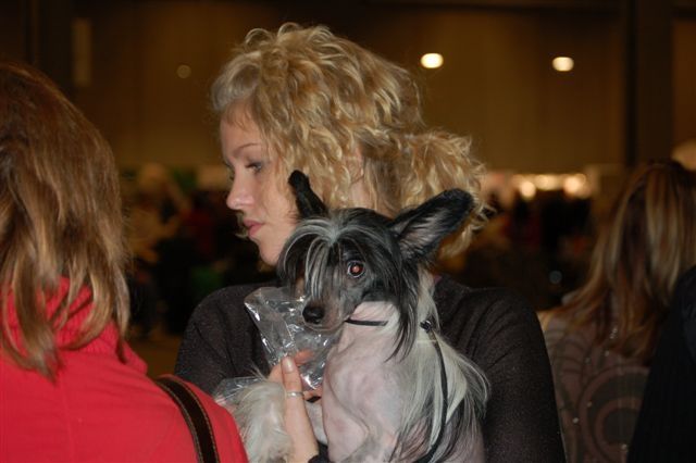 Extreme Vivid von Shinbashi